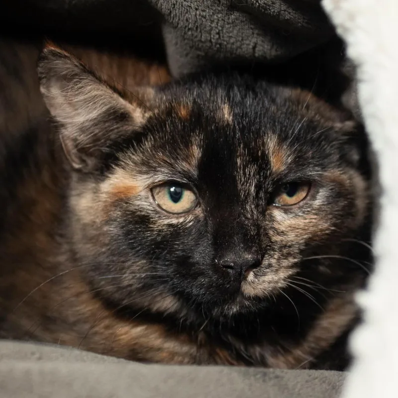 A baby small-sized female Torbie Domestic Short Hair cat named Peace Dale for adoption in Middletown, RI