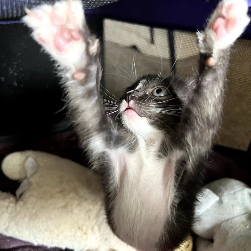 A baby small-sized male Black Domestic Short Hair cat named Donny for adoption in Kanab, UT