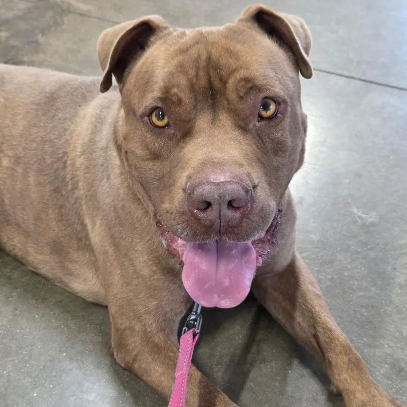 An adult large-sized male Red / Chestnut / Orange Dogue de Bordeaux dog named Drake for adoption in Rock Falls, IL
