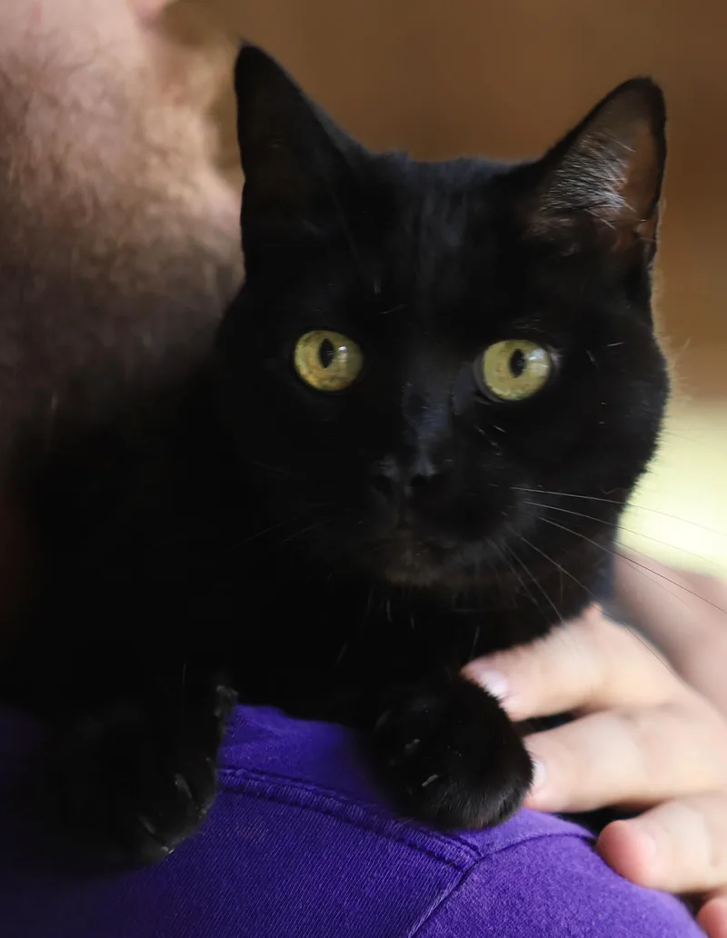 A senior medium-sized female Domestic Short Hair cat named Amara for adoption in North Fort Myers, FL