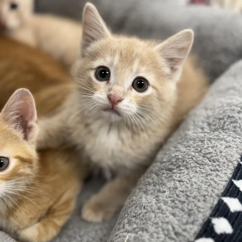 A baby small-sized male Buff / Tan / Fawn Domestic Short Hair cat named Kirby for adoption in Redwood Falls, MN
