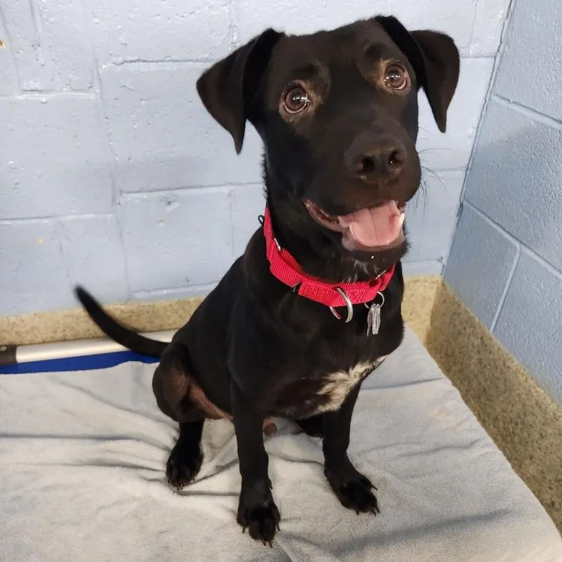 A baby medium-sized male Black Labrador Retriever dog named Dakota Pup: Kix for adoption in Falls Church, VA