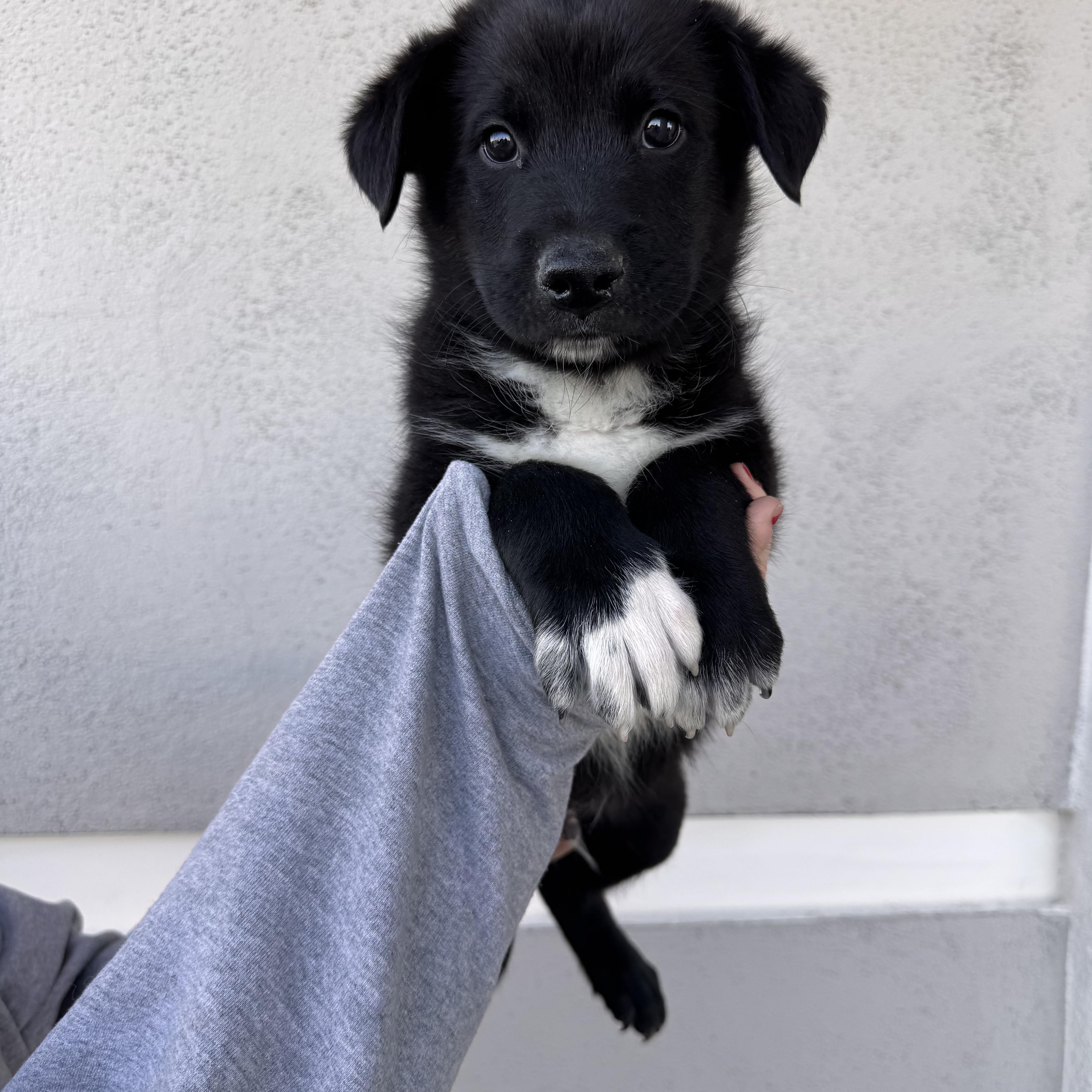 A baby medium-sized male Mixed Breed dog named Pascal for adoption in Henderson, NV