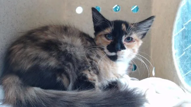A baby medium-sized female Domestic Medium Hair cat named Illy for adoption in Downey, CA