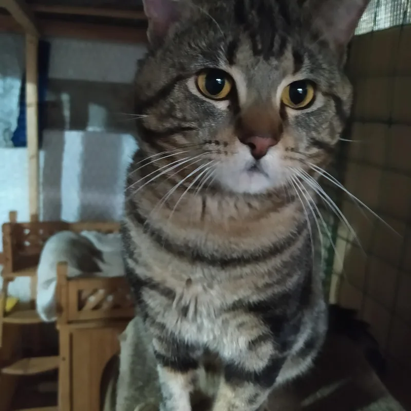 A young large-sized male Tabby (Brown / Chocolate) Domestic Short Hair cat named Robert for adoption in Chicago, IL