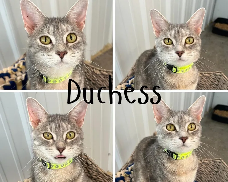 A young medium-sized female Domestic Short Hair cat named Duchess for adoption in Pierceton, IN