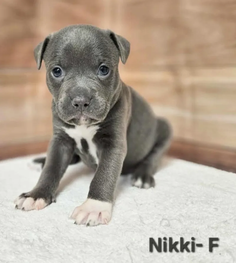 A baby medium-sized female Gray / Blue / Silver American Staffordshire Terrier dog named Nikki for adoption in Hamilton , NJ