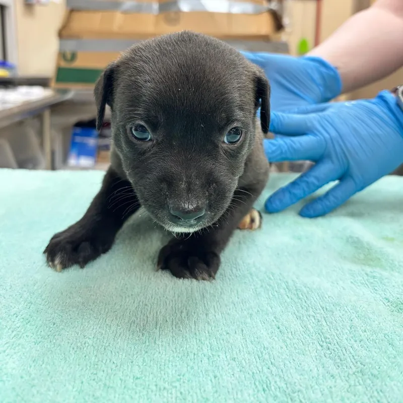 A baby small-sized female Brown / Chocolate Black Mouth Cur dog named Kathrine Hepburn for adoption in Birmingham, AL