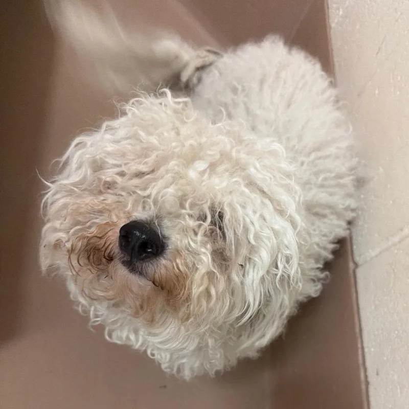 An adult small-sized male White / Cream Miniature Poodle dog named Bobby for adoption in Reno, NV