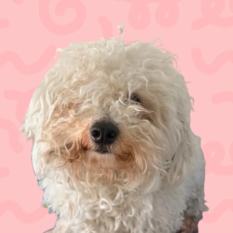 Bobby thumbnail 2