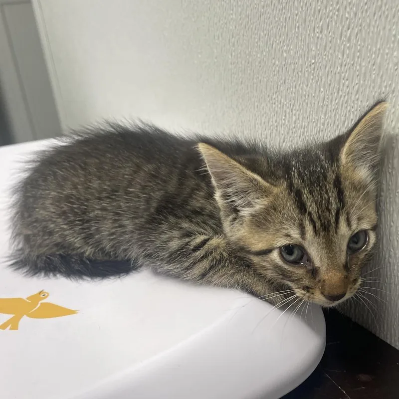 A baby small-sized male Brown / Chocolate Domestic Short Hair cat named Bran for adoption in Tampa, FL