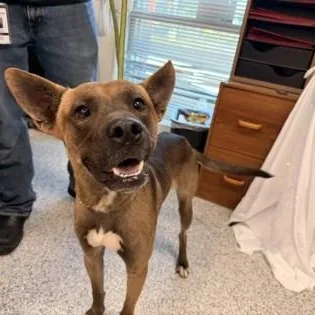 An adult medium-sized male Sable Husky dog named Zaden for adoption in Converse, TX