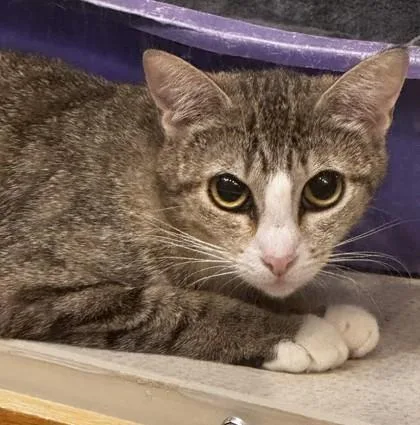 An adult medium-sized female White Domestic Short Hair cat named Butternut for adoption in Stanwood, WA