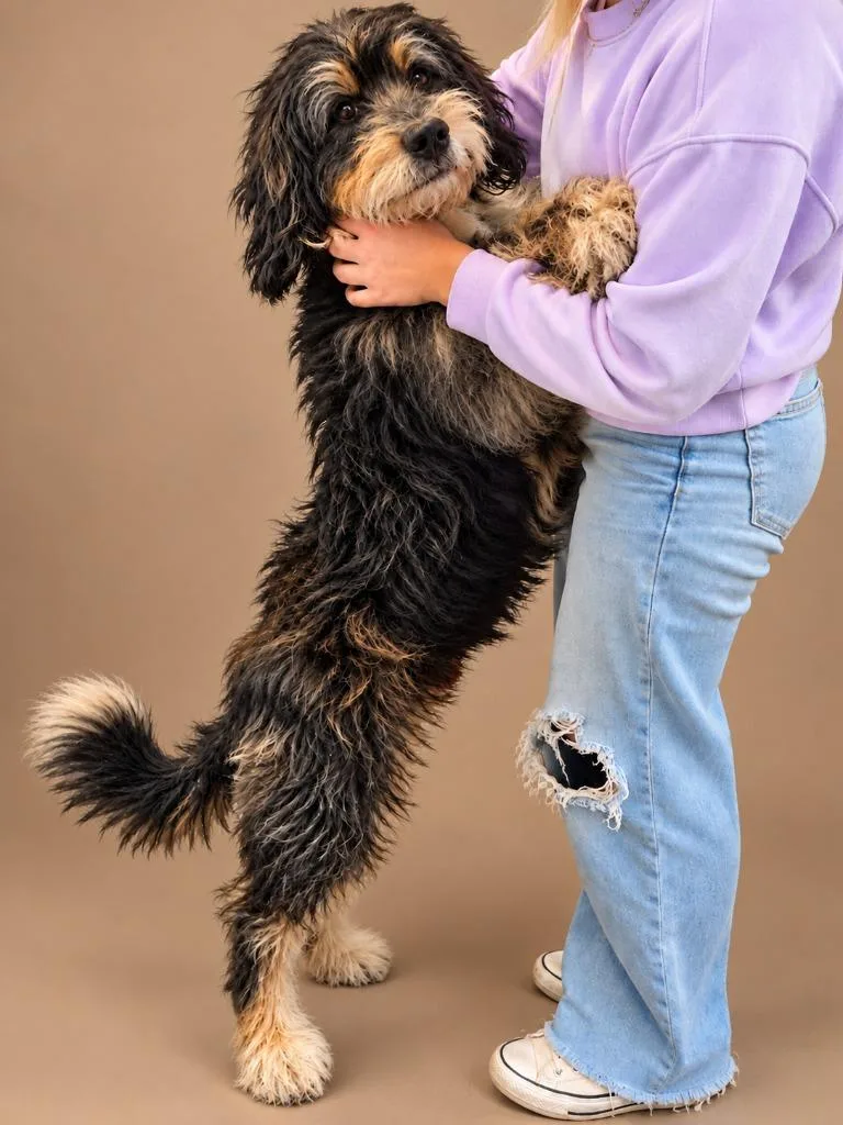 A young large-sized male Poodle dog named Barkley for adoption in Lagrange, IN