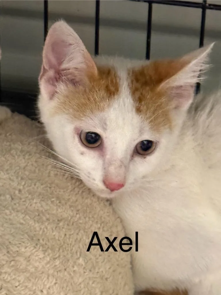 A baby small-sized male Domestic Short Hair cat named Axel for adoption in Saint Francisville, LA