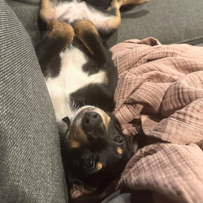 A baby small-sized female Black Hound dog named Whoopie Pie for adoption in Baltimore, MD