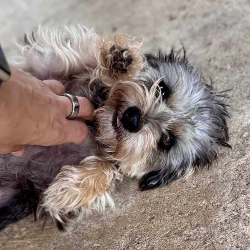 A senior small-sized female Gray / Blue / Silver Terrier dog named Alice for adoption in Fresno, CA