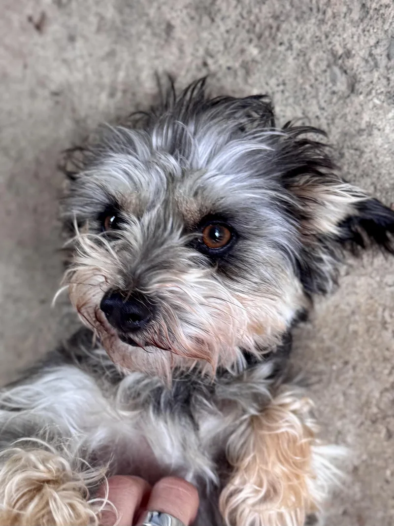Alice thumbnail 2