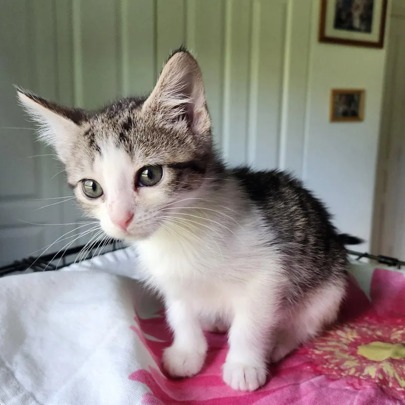 A baby medium-sized female Tabby cat named Speculaas for adoption in Royal Palm Beach, FL