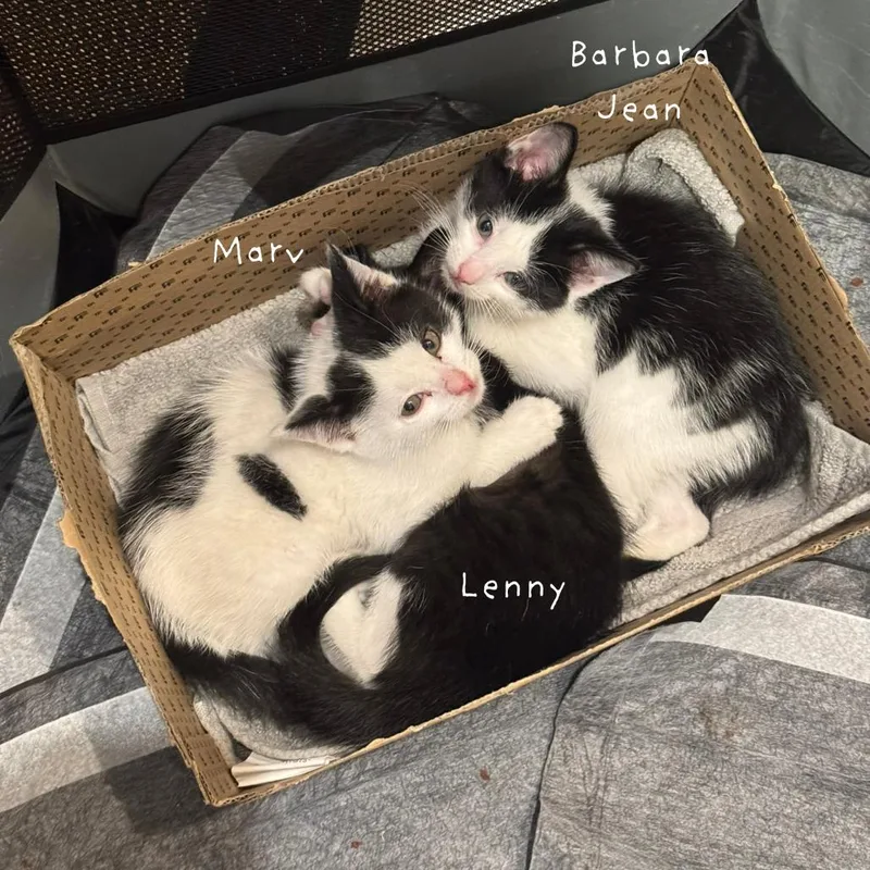 A baby small-sized male Black Domestic Short Hair cat named Barbara Jean for adoption in Middle Village, NY
