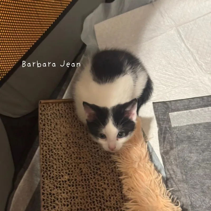 Barbara Jean thumbnail 5