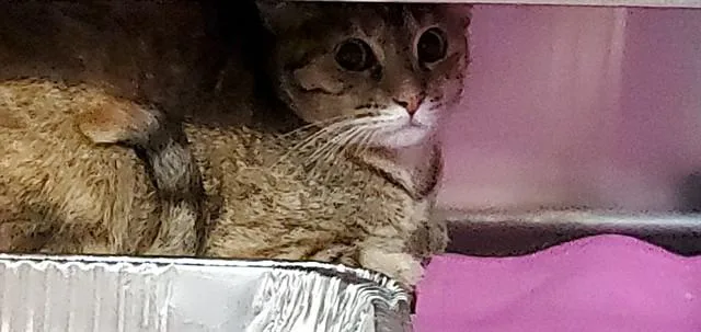 A young medium-sized female Domestic Short Hair cat named Hawley for adoption in Aurora, IL