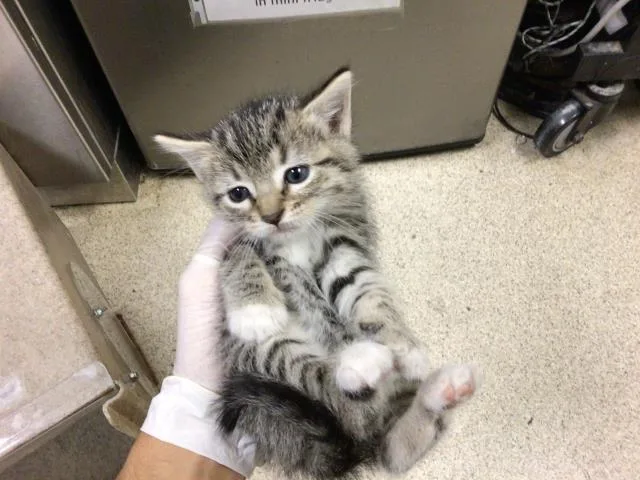 A baby small-sized female Domestic Short Hair cat named Bubbles for adoption in Riverside, CA