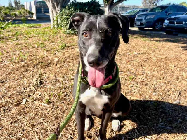 An adult medium-sized female Hound dog named Olive for adoption in Bonita, CA