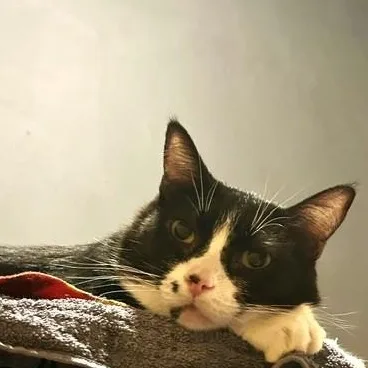 An adult medium-sized female Black & White / Tuxedo Domestic Short Hair cat named Sunflower for adoption in Denver, CO