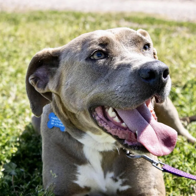 Bellamazing thumbnail 2