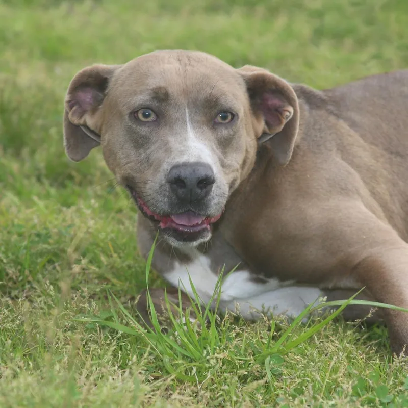 Bellamazing thumbnail 3