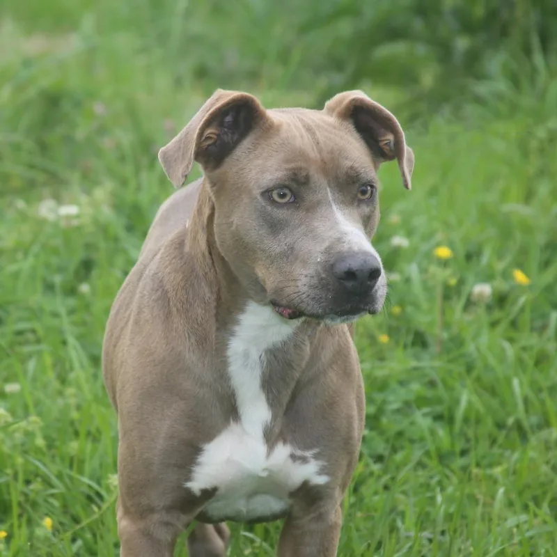 Bellamazing thumbnail 4