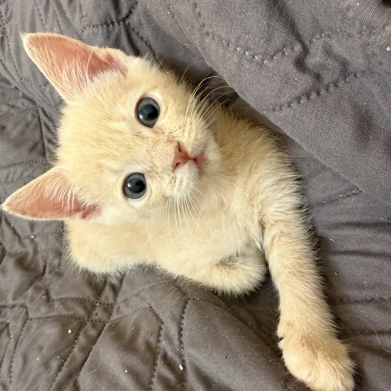 Juliet