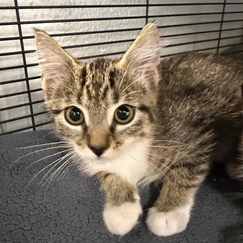 A baby small-sized male Gray / Blue / Silver Domestic Short Hair cat named Muscat for adoption in Hampton Bays, NY