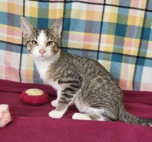 A young medium-sized male Domestic Short Hair cat named Batty Koda for adoption in Bucyrus, OH