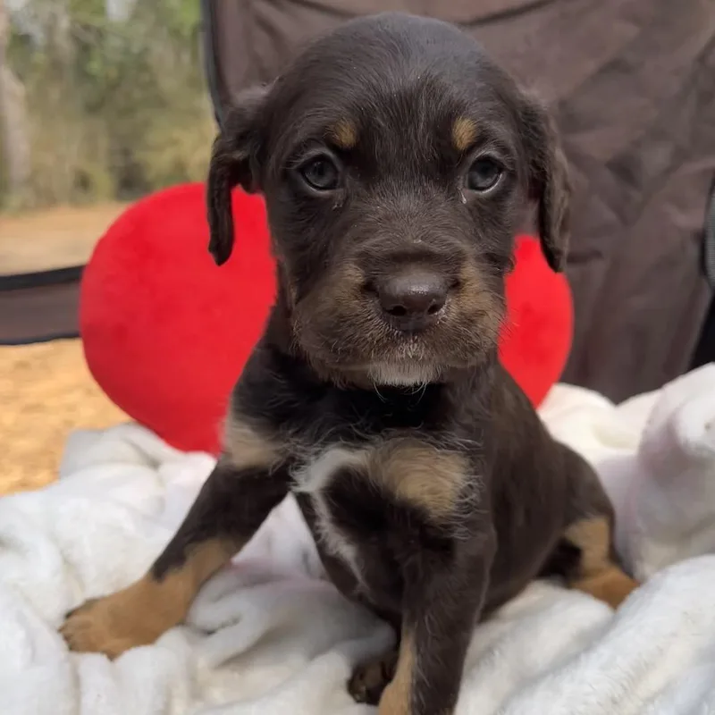 A young small-sized female Poodle dog named Georgia for adoption in Enterprise, AL