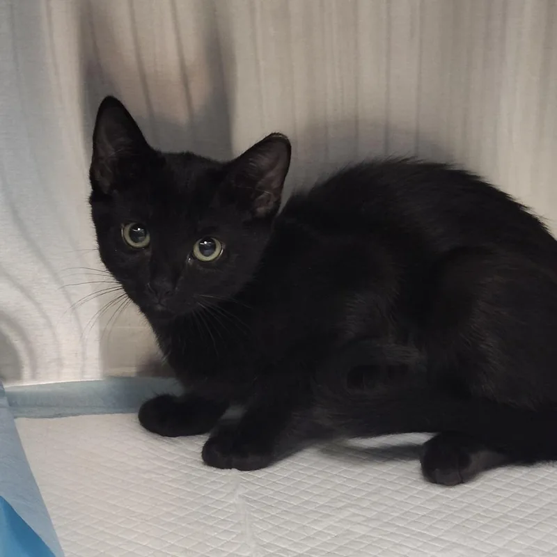 A baby small-sized female Black Domestic Short Hair cat named Ruth for adoption in Clearwater, FL