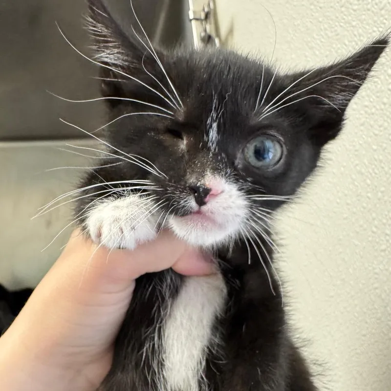 A baby small-sized female Black Domestic Short Hair cat named Wink for adoption in Pekin, IL