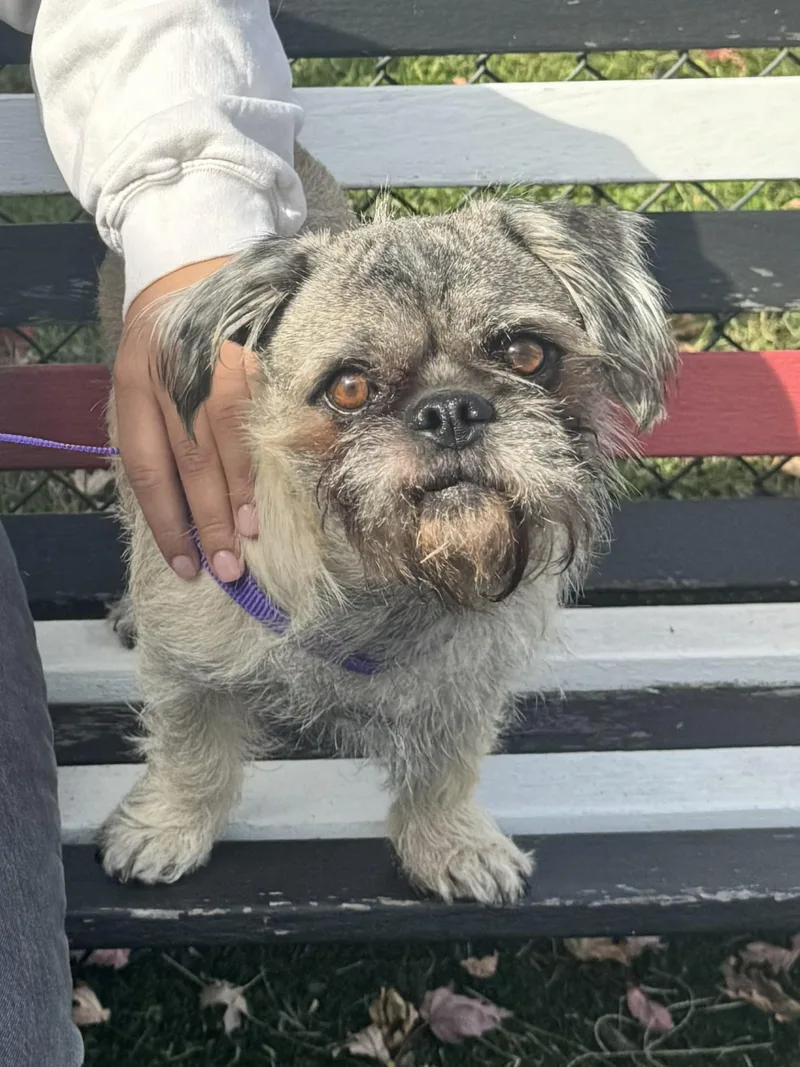 A young small-sized male Brussels Griffon dog named Archie for adoption in Perth Amboy, NJ