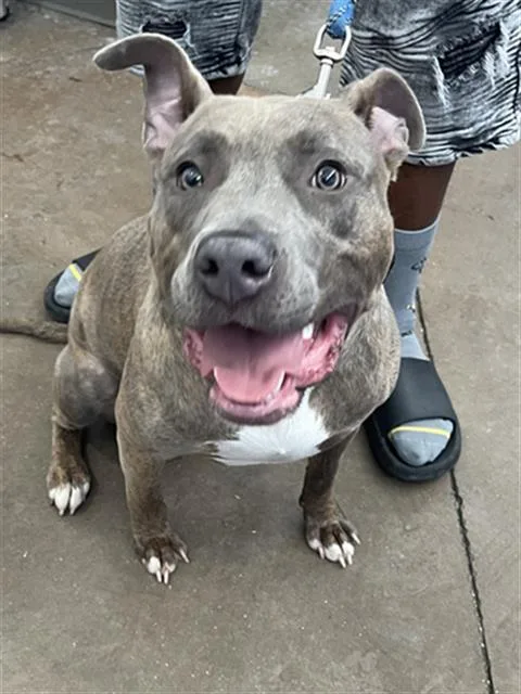 An adult large-sized female Mixed Breed dog named Mercy for adoption in Dallas, TX