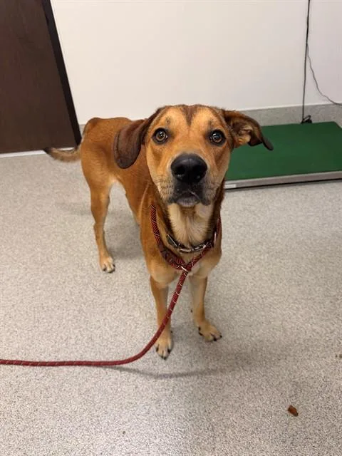 A young large-sized male Redbone Coonhound dog named Fisher for adoption in San Luis Obispo, CA