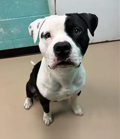 An adult medium-sized male Black Mixed Breed dog named Moo Moo for adoption in Nashville, TN