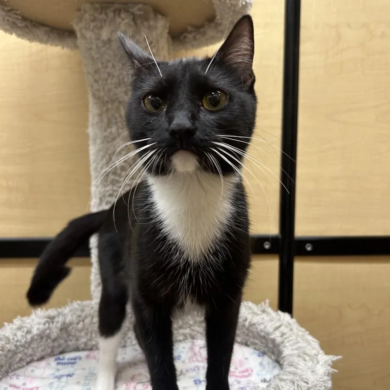 An adult small-sized female Black Domestic Short Hair cat named Natasha for adoption in Hemet, CA