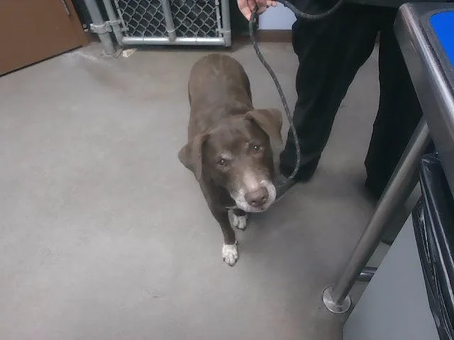 An adult large-sized female Labrador Retriever dog named Gertie for adoption in Phoenix, AZ