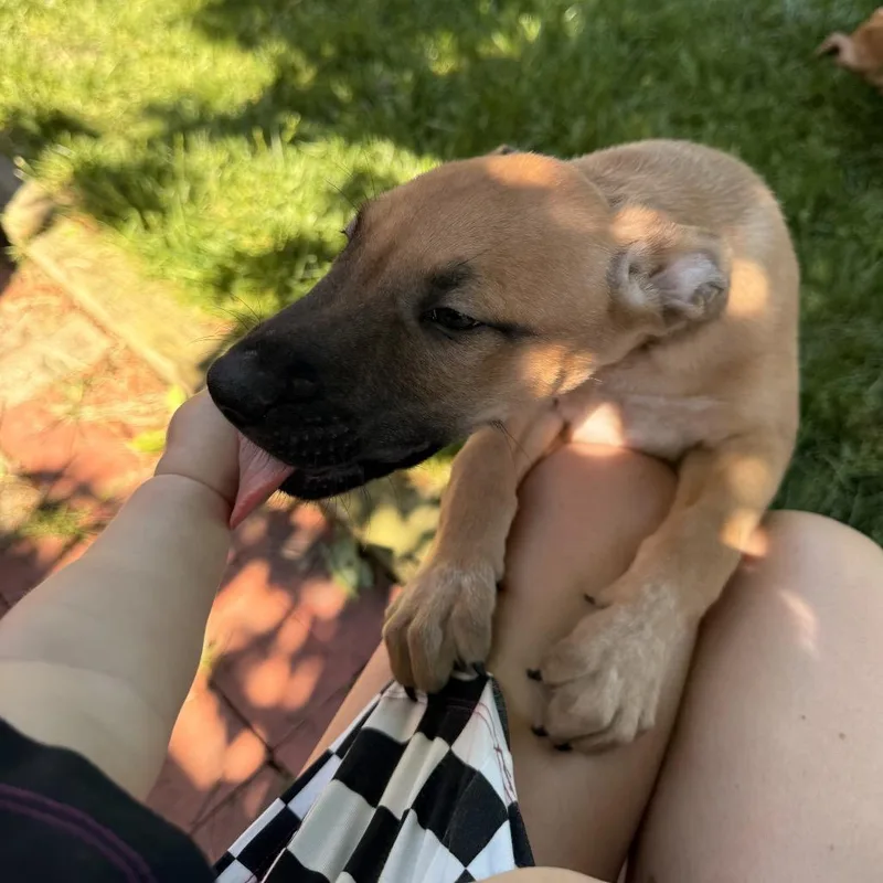 A baby small-sized male Brown / Chocolate Mixed Breed dog named Roquefort for adoption in Wheeling, IL