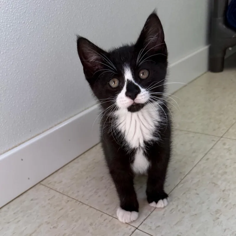 A baby small-sized male Black Domestic Short Hair cat named Chaos for adoption in Milford, IA