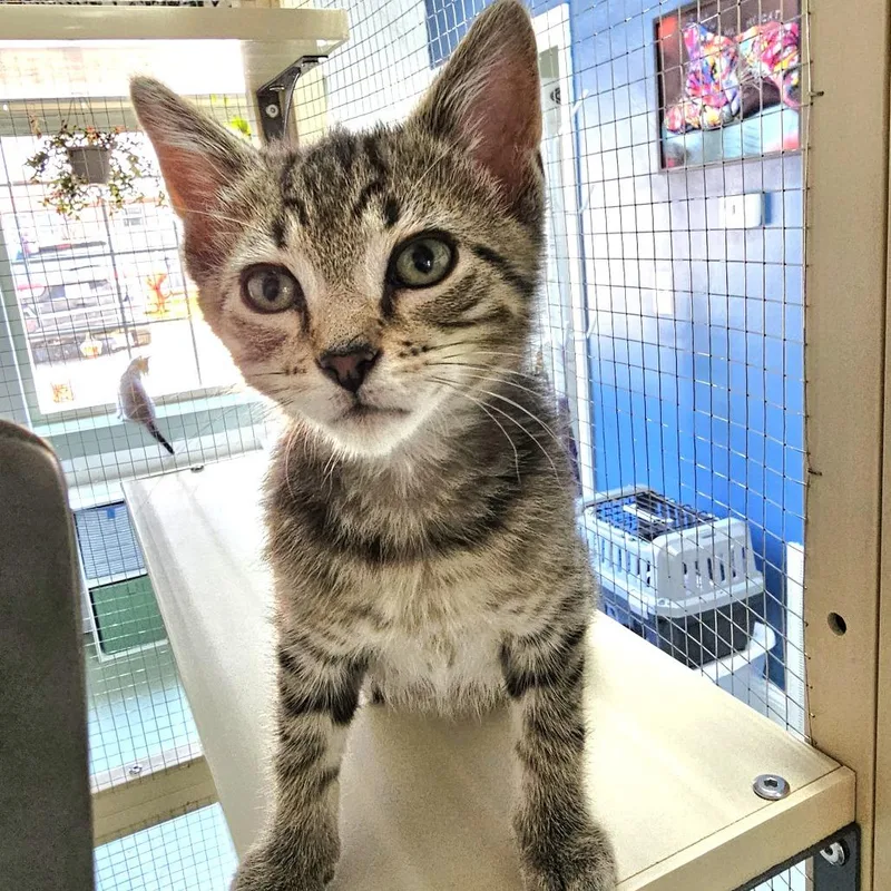 A baby medium-sized male Tabby (Brown / Chocolate) Domestic Short Hair cat named Lemon for adoption in Toledo, OH