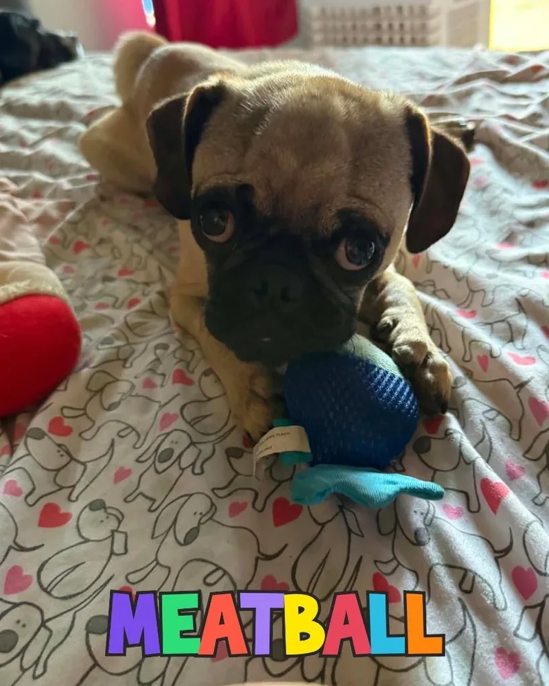 Meatball