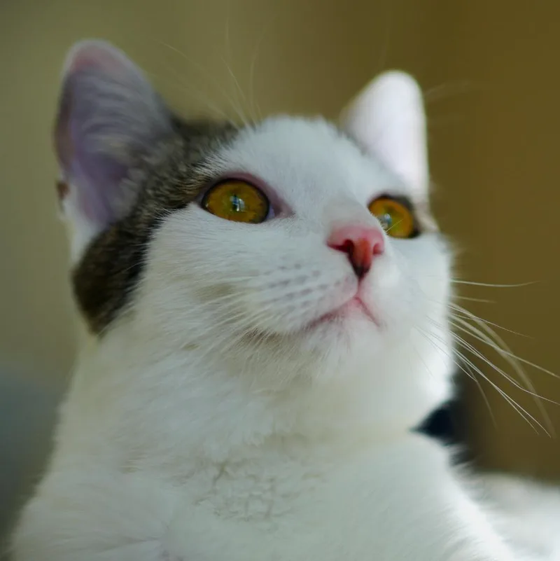 A baby small-sized male Domestic Short Hair cat named Tarantino for adoption in State College, PA
