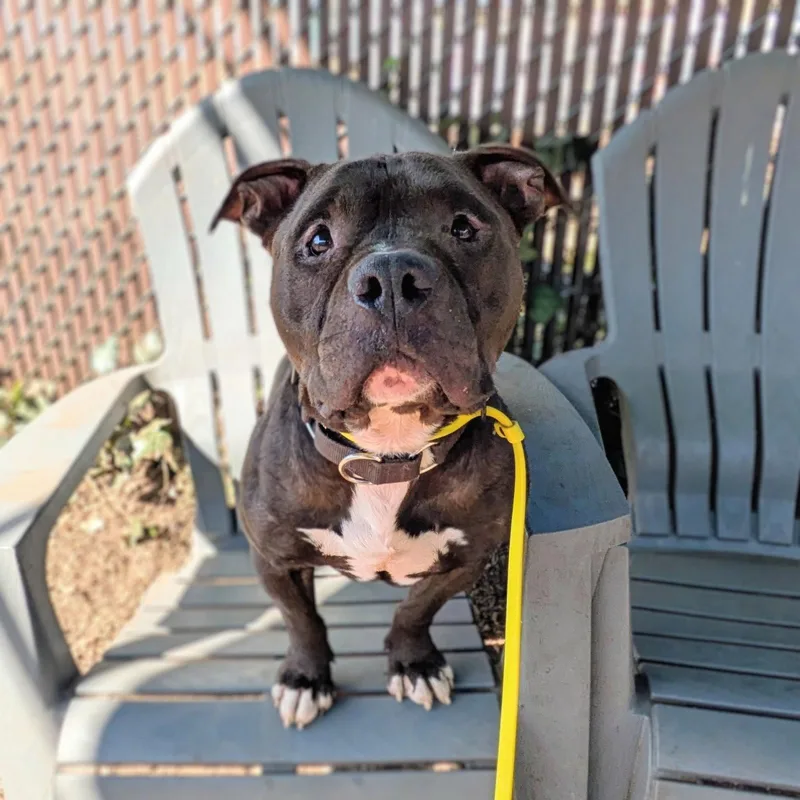 A young medium-sized male Pit Bull Terrier dog named Boone for adoption in Oakland, CA